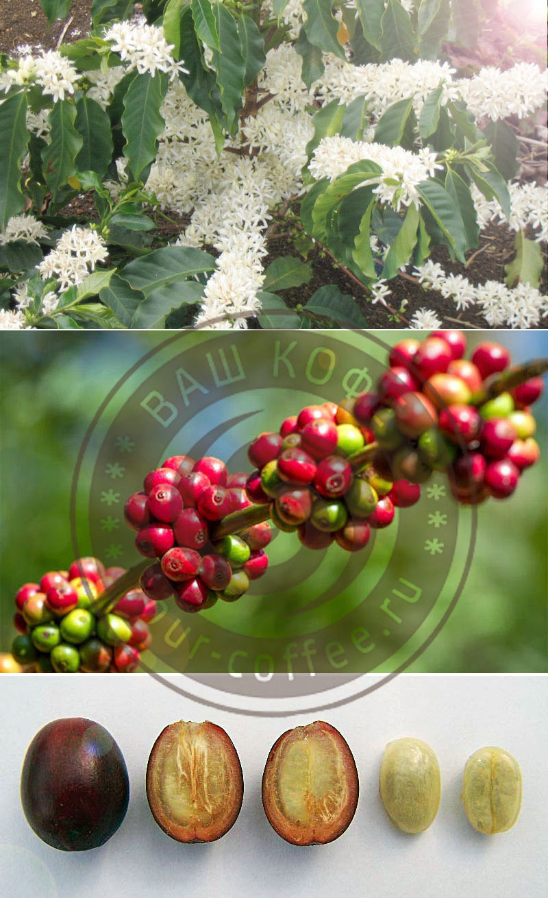 Купить кофе в зернах СПБ Санкт-Петербург ВАШ КОФЕ yourcoffee.web-site-spb.ru